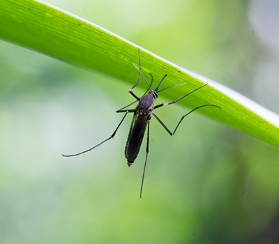 Mosquito-Borne Diseases & Adult Management