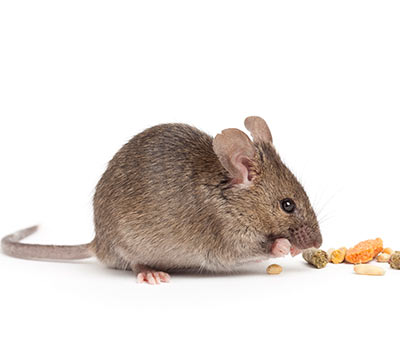 Rodent Biology, Behavior and Management